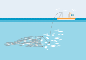 Midwater trawling and it's impact on marine life and their ecosystem