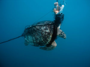 Sustainable fishing methods avoid bycatch